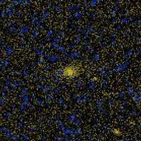 IC 844 GALEX 彩色圖