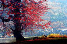 渡口[四川省攀枝花市舊稱]