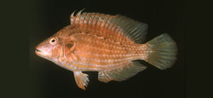 九棘長鰭鸚鯛 九棘長鰭鸚鯛