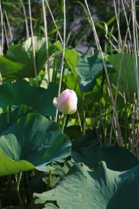 上海市崇明東灘自然保護區