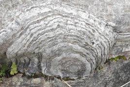 疊層石[原核生物所建造的有機沉積結構]