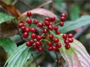 披針葉莢蒾 披針葉莢蒾