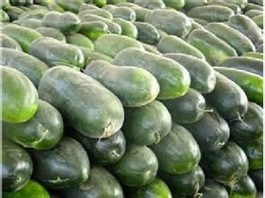 蓉抗4號 蓉抗4號