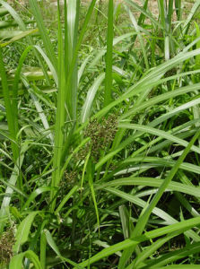 稻形珍珠茅 稻形珍珠茅