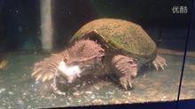 中美擬鱷龜