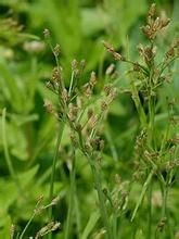 擬二葉飄拂草 擬二葉飄拂草