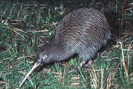 褐幾維鳥 褐幾維鳥