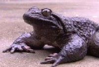 信宜石蛤 信宜石蛤