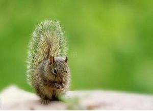 岩松鼠四川亞種 岩松鼠四川亞種