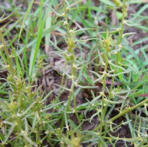 草地百蕊草 草地百蕊草