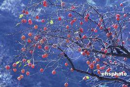 雞公柴果[雞公柴果]