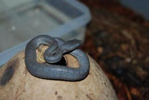 鄉城烙鐵頭 鄉城烙鐵頭