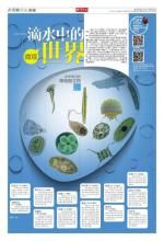 剛毛瞬目蟲 剛毛瞬目蟲