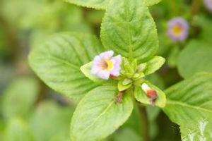 大葉石龍尾 大葉石龍尾