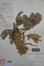 爪哇黃杞 爪哇黃杞