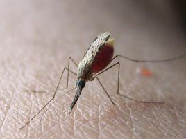 蚊蟲飼養室 蚊蟲飼養室