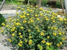 橙花糙蘇 橙花糙蘇