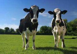 黑白花奶牛 黑白花奶牛