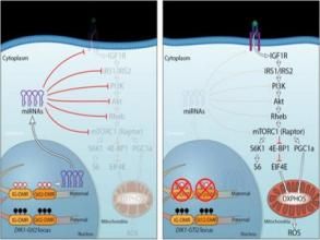 成熟個體 成熟個體