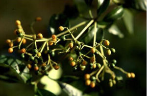 催吐蘿芙木 催吐蘿芙木