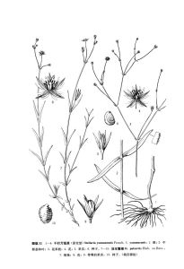 沼生繁縷 沼生繁縷