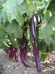 紫紅長茄 紫紅長茄