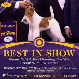 威斯敏斯特全犬種大賽 威斯敏斯特全犬種大賽