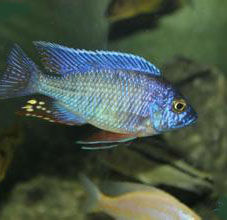 藍天使魚 藍天使魚