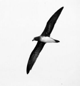 貝氏海燕 貝氏海燕