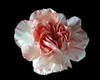 開到花靡 開到花靡