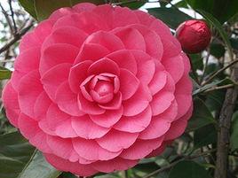 六角大紅茶花 六角大紅茶花