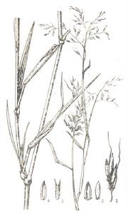 硬桿子草 硬桿子草