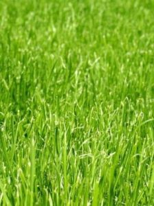 三仙矛草 三仙矛草