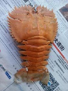 毛緣扇蝦 毛緣扇蝦