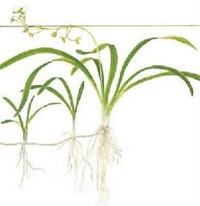 派斯小水蘭 派斯小水蘭