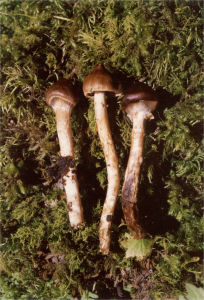 半被毛絲膜菌 半被毛絲膜菌