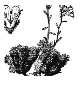 雪地虎耳草 雪地虎耳草