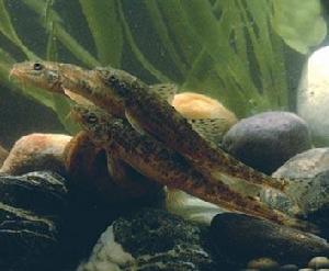 長身高原鰍 長身高原鰍