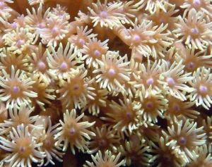 雛菊珊瑚 雛菊珊瑚