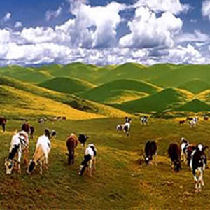 南山牧場1 南山牧場1