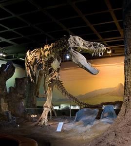 從大陸內部出土的