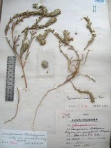 毛大果蟲實 毛大果蟲實