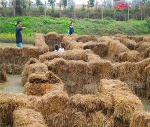 新津古藤堡瘋狂農場