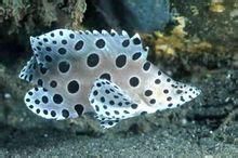 藍條石斑魚 藍條石斑魚