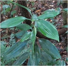 大劍葉木 大劍葉木