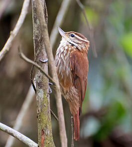 棕尾翹嘴雀 棕尾翹嘴雀