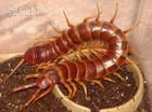 蚣蟲 蚣蟲