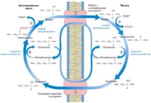 蘋果酸-天冬氨酸穿梭 蘋果酸-天冬氨酸穿梭