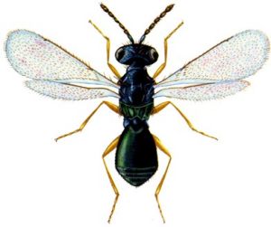 稻苞蟲腹柄姬小蜂 稻苞蟲腹柄姬小蜂