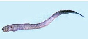 雷氏鰻鰕虎 雷氏鰻鰕虎